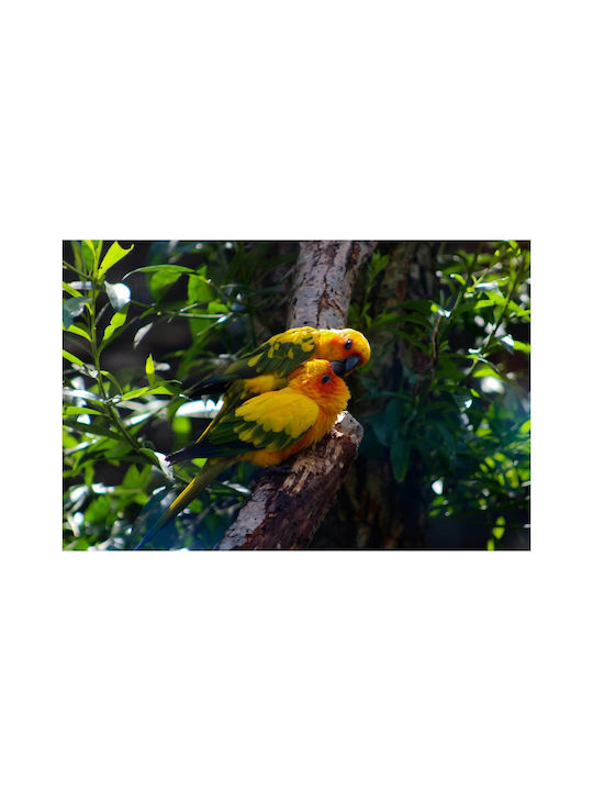 Πίνακας Pair Colorful Parrots Ζευγάρι Πολύχρωμοι Παπαγάλοι 100x70