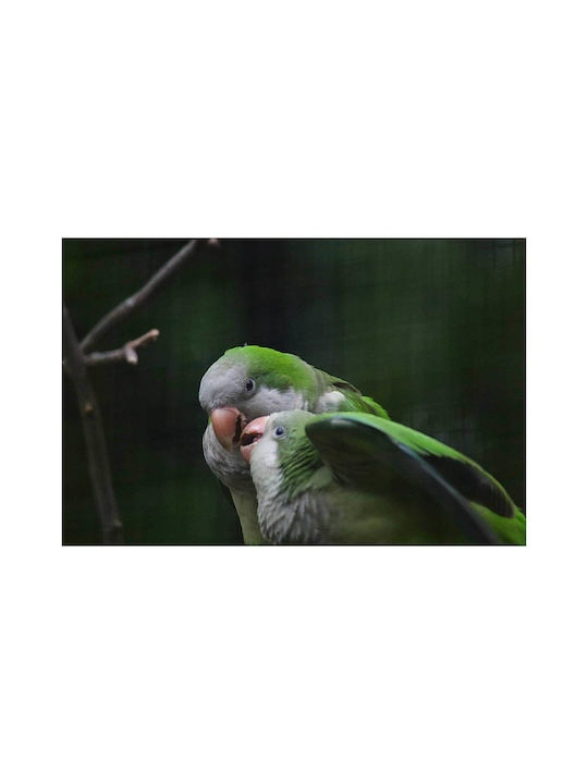 Πίνακας Pair Parrots In Nature Ζευγάρι Παπαγάλων Στη Φύση 90x60
