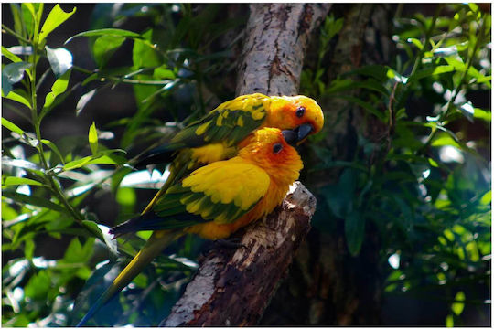 Πίνακας Pair Colorful Parrots Ζευγάρι Πολύχρωμοι Παπαγάλοι 90x60