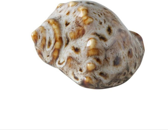 Shells Decorative Porcelain Shells 4 Pieces
