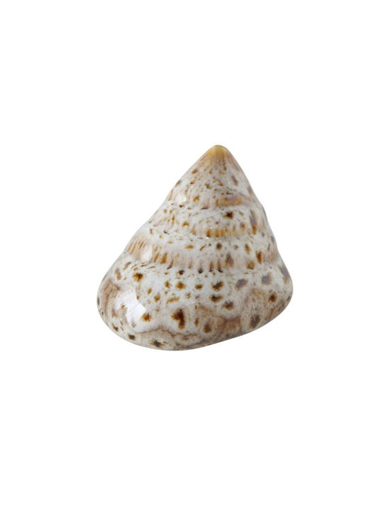 Shells Διακοσμητικά Κοχύλια Πορσελάνης 4 Τμχ