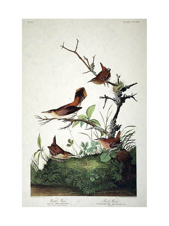 Parastone Briefbeschwerer John James Audubon "Winterzaunkönige"