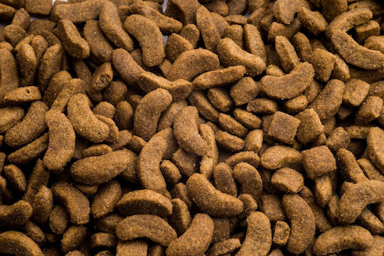 Club 4 Paws 2kg Trockenfutter für erwachsene Hunde mittlerer Rassen mit Huhn und Fleisch