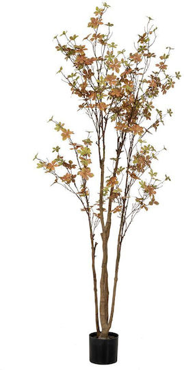 Φυτο Enkianthus 310 Φυλλα 170εκ Πλαστικο Κασπω Φ15χ12.5εκ Φυτο Enkianthus 310 Φυλλα 170εκ Πλαστικο Κασπω Φ15χ12.5εκ