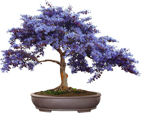 Bonsai Growing Kit Bamboo Κυριαρχήστε Στην Τέχνη Του Μπονσάι