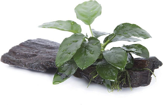 S.i Anubias Barteri Var Nana On Wood Midi