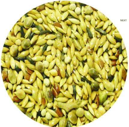 Manitoba Tropical Big Parrots Τροφή για Μεγάλους Παπαγάλους 2kg