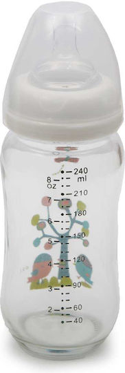 Cangaroo Glass Baby Bottle with Silicone Nipple for 0+, 0+ m, months Transparent 240ml