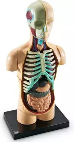 Learning Resources Human Body Εκπαιδευτικό Παιχνίδι Γνώσεων για 8-12 Ετών