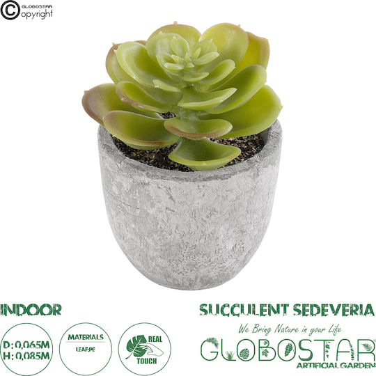 Παχύφυτο σε Γλαστράκι 8.5cm GloboStar