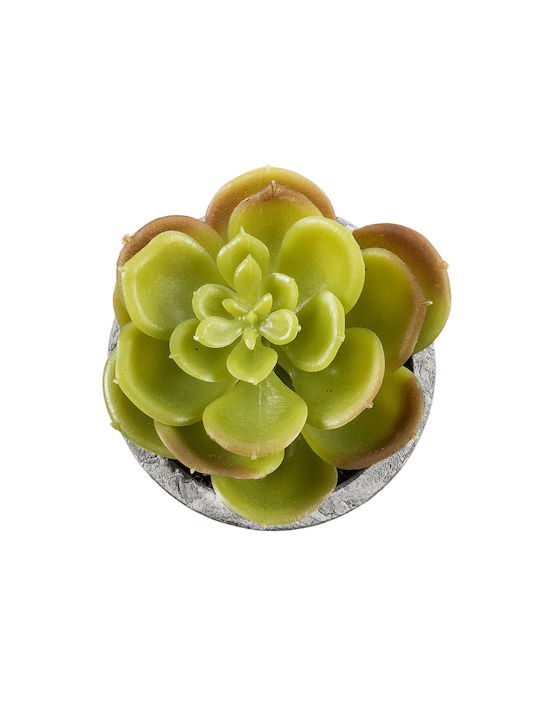 Παχύφυτο σε Γλαστράκι 8.5cm GloboStar