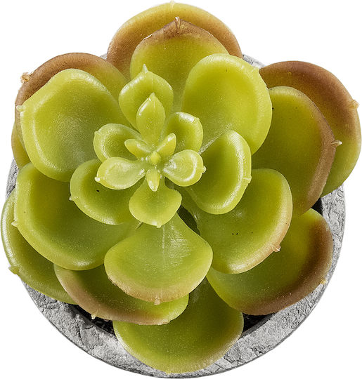Παχύφυτο σε Γλαστράκι 8.5cm GloboStar