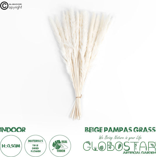 Dried Plant Pampas Grass Beige 50cm GloboStar