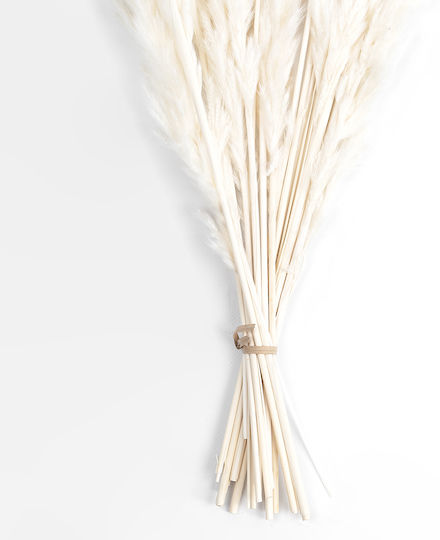 Dried Plant Pampas Grass Beige 50cm GloboStar