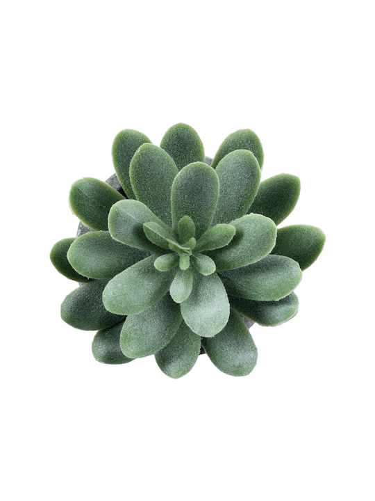 Παχύφυτο Σεντεβέρια σε Γλαστράκι 10.5cm GloboStar