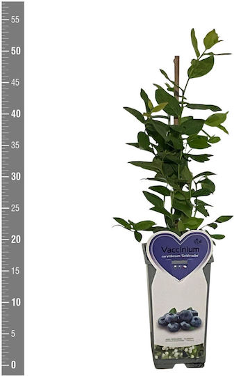 Vaccinium Corymbosum Ύψους 150бр Vaccinium Corymbosum Ύψους 150бр