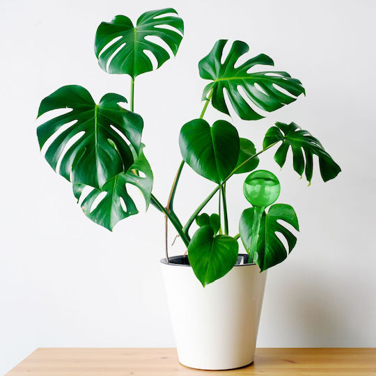 Set 6 Distribuitoare de Udare pentru Plante Verde Transparent Dimensiune 28 Cm Relaxdays