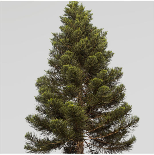 Axion Esti Мед Pine