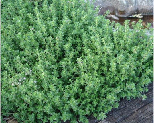 Άξιον Εστί Μέλι Δάσους & Θυμαρίσιο 950gr