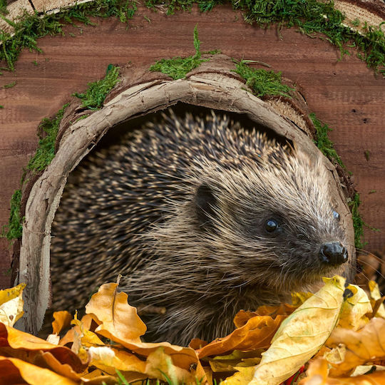 Wooden Hedgehog House 20 x 40 x 42 Cm