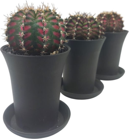 Κάκτος "gymnocalycium T-rex Pink" 15εκ Κάκτος "gymnocalycium T-rex Pink" 15εκ