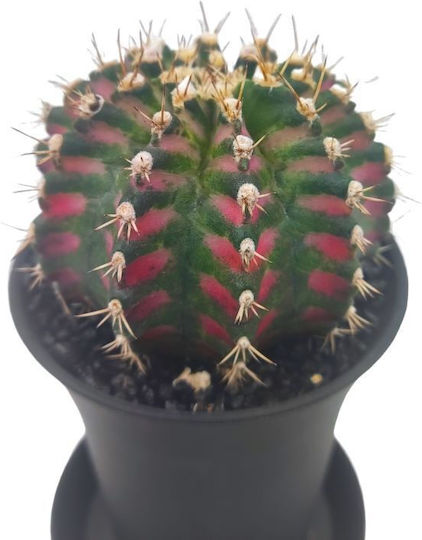 Kaktus "Gymnocalycium T-rex Pink" 15 cm