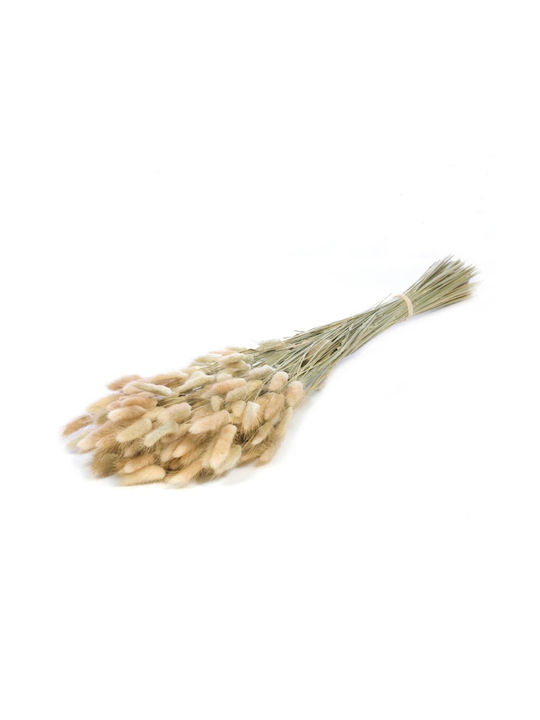 Αποξηραμένο Φυτό Bunny Tails Λευκό