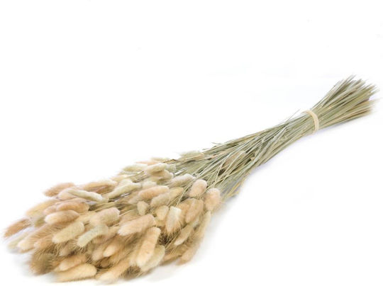 Αποξηραμένο Φυτό Bunny Tails Λευκό