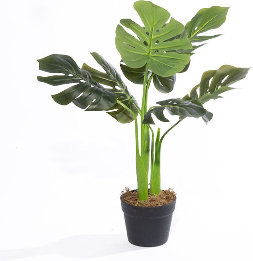 Monstera in a Pot Supergreens Monstera in a Pot Supergreens