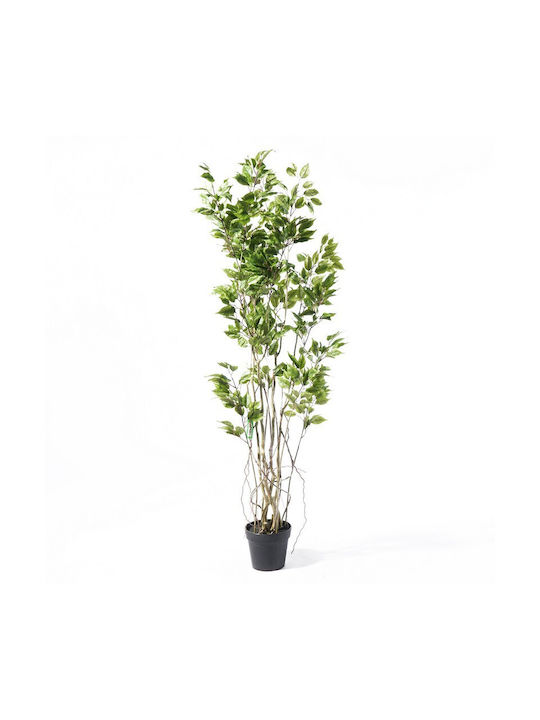 Φίκος Εξωτερικού Χώρου 170cm Supergreens