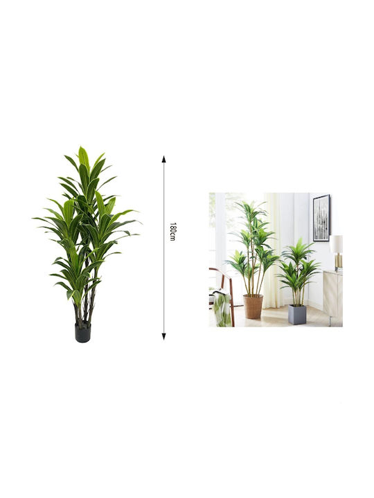 Δράκαινα Εξωτερικού Χώρου 180cm My Home Luxury