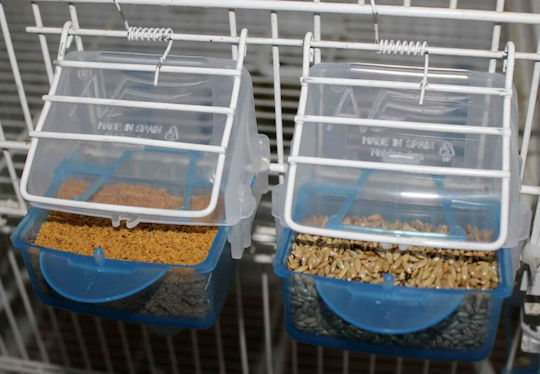 Moldes Ave Bird Feeder