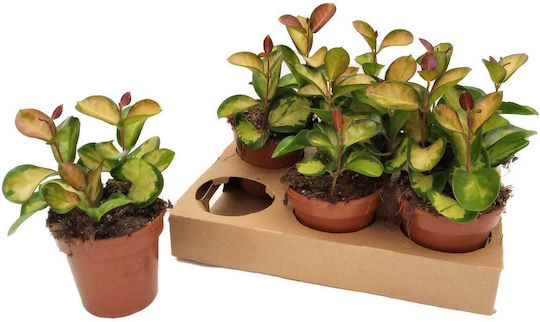 Hoya 'lisa' 12cm