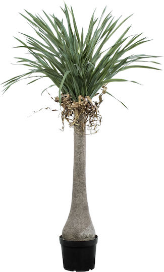 Palm Tree in Potted Plant 165cm GloboStar