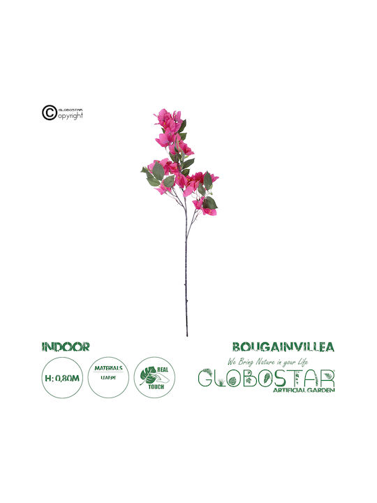 Bougainvillea Fuchsien 80cm in Box GloboStar