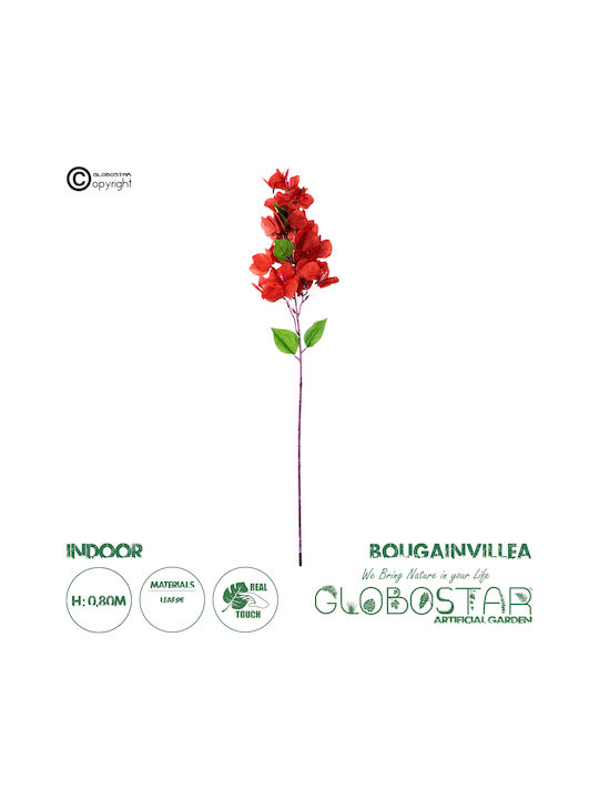 Bougainvillea Rote 80cm in Box GloboStar