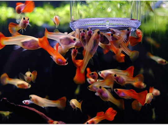 Ziss Aqua Brine Shrimp Collector Feeder 013mm O8 5x6 5cm