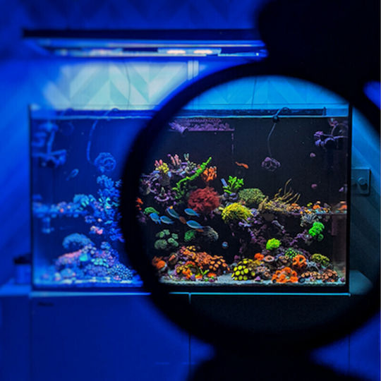 D-d Coral Colour Lens Xl