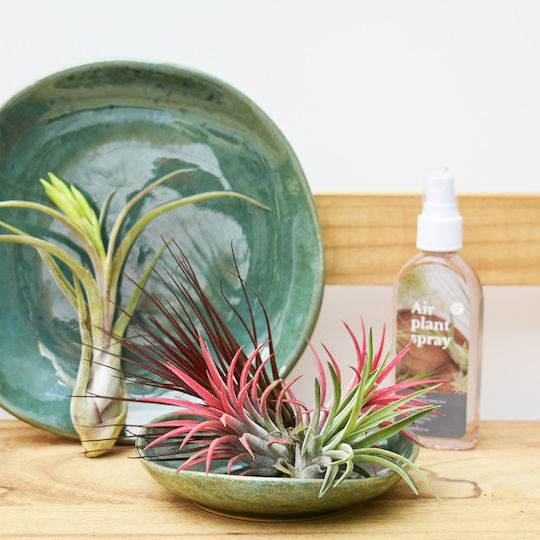 Σπρέι Περιποίησης Αερόφυτα Tillandsia Λίπασμα 150ml