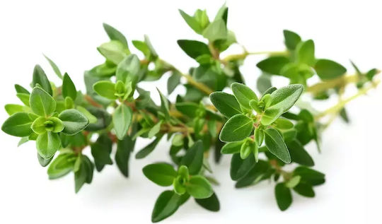 Click and Grow Σπόροι Θυμάρι 9τμχ
