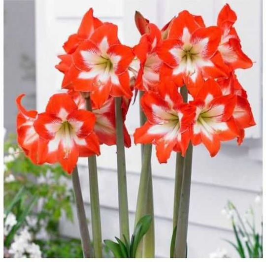 Primasem Bulb Amaryllisς Alba