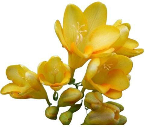 Primasem Bulb Freesia Double Yellow