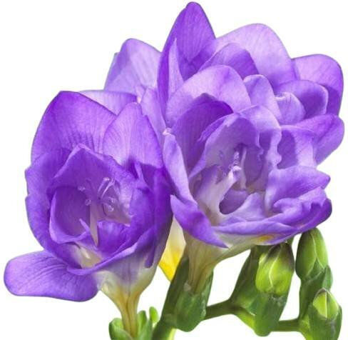Primasem Bulb Freesia Double Purple