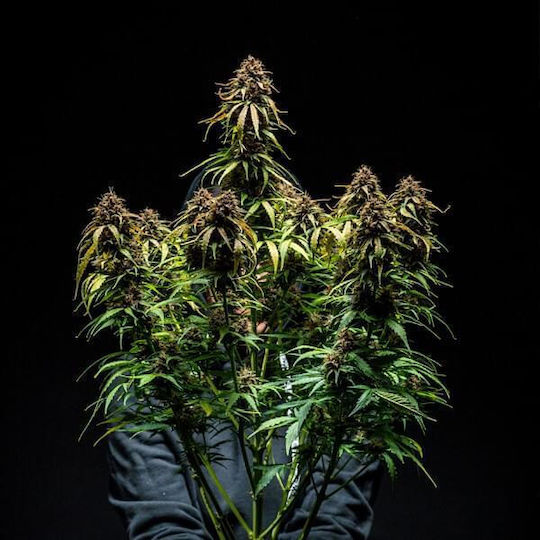 Royal Queen Seeds Watermelon 1 Seed