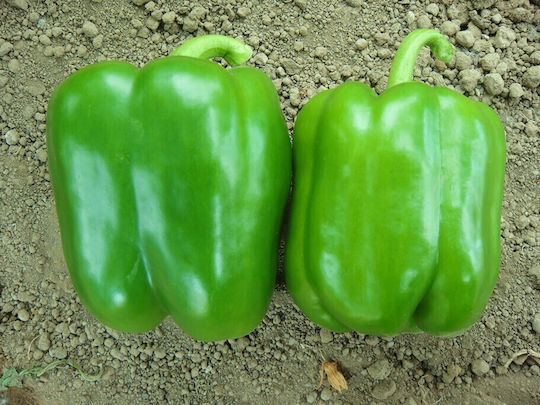 Peppers Seeds Thetis F1 500 Seeds