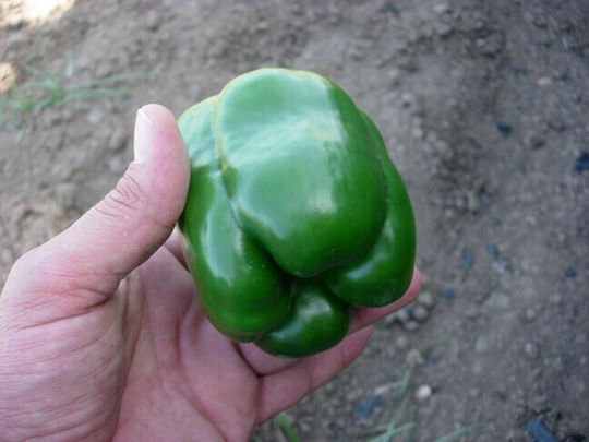 Peppers Seeds Thetis F1 500 Seeds