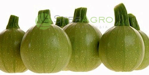 Pumpkin Seeds Green Ball F1