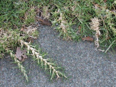 Σπόρος Κικούγιου-pennisetum Gladestinum