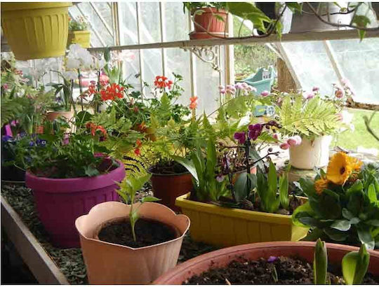 Bama Κασπώ Πλαστικό Ø15x12cm 1lt Σχέδιο 3 Μεγέθη Σομον Mimosa Pot Ιταλίας Bama Κασπώ Πλαστικό Ø15x12cm 1lt Σχέδιο 3 Μεγέθη Σομον Mimosa Pot Ιταλίας