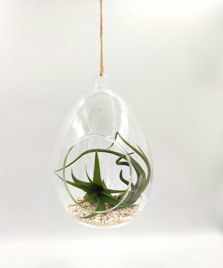 Кремаста Съставка Airplant Tilandsia Multiflora & Bulbosa